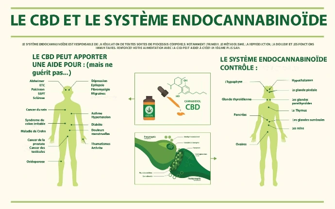 Schéma détaillé du Système Endocannabinoïde (SEC) et localisation des récepteurs CB1 et CB2 démontrant le mécanisme de régulation du CBD sur l&#39;homéostasie corporelle.
